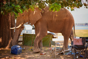 Dangerous situation with wild animal.  A wild African elephant destroying camping equipment and...
