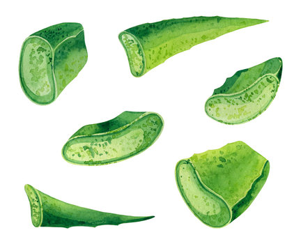 A Watercolor Illustration Of Green Pieces Of Aloe On A White Background 