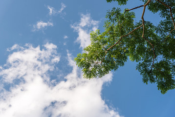 The sky and big tree background