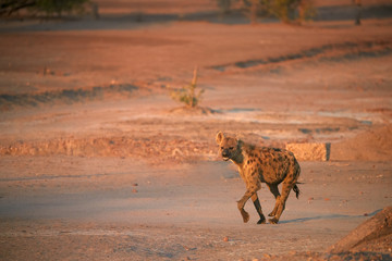 Spotted Hyena, Crocuta crocuta on a rocky plain lit by in early morning sun. Close up, low angle wildlife photography. African predator. Walking safari adventure. Plains of Mana Pools, Zimbabwe.