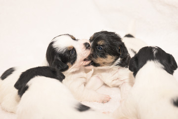 Pups 3 weeks old.  Purebred newborn very tiny Jack Russell Terrier puppy dogs  play and fight with with the siblings