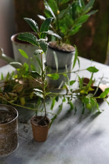 transplanting Laurel or bay plants into peat pots in the house. Home gardening concept. Instructions for transplanting bushes