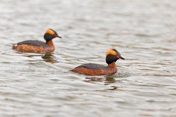 The horned grebe or Slavonian grebe (Podiceps auritus) is a relatively small waterbird in the family Podicipedidae. Slavonian grebe [Podiceps auritus] in water.