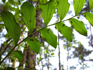 Należąca do roślin leczniczych Kokoryczka wonna ma właściwości  trujące zakwita w majowym lesie - obrazy, fototapety, plakaty
