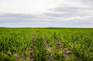 Fototapeta premium Field of young wheat seedlings growing in autumn. Young green wheat growing in soil. Agricultural proces. Close up on sprouting rye agriculture on a field sunny day with blue sky. Sprouts of rye.