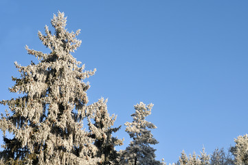 twigs of coniferous trees covered with hoarfrost