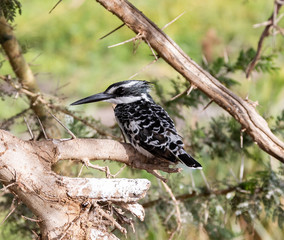 Pied Kingfisher in Amboseli NP, Kenya