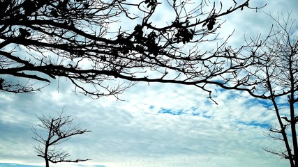 beautiful natural scenery on the hill looks tall and large trees in the wind
