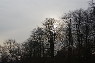 Fototapeta na wymiar Gegenlicht Baumkronen in Neuwühren