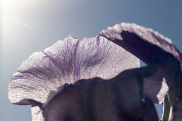 beautiful blue or purple iris