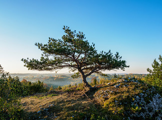 Lone Tree at Mirow Rocks, Krakow-Czestochowa Upland or Polish Jurassic Highland, Silesian Voivodeship, Poland