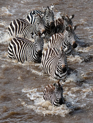 Fototapeta na wymiar Zebras crossing the Mara River