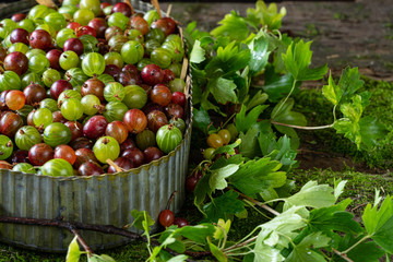 Fresh green and red gooseberry and josta berries in a zinc vintage container on a background of boards covered with moss. Horizontal banner, copy space. Home gardening and garden harvest concept