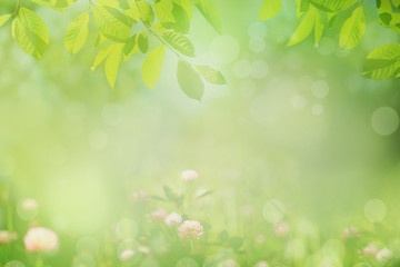 Fototapeta na wymiar Blurred nature spring background, green tree leaves frame