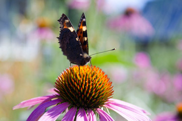 Peacock butterfly resting on a pink Daisy flower on a green blurred background. Sunny summer day. Macro photography, side view close-up.