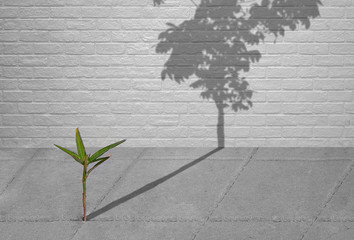 Little green plant growing through crack of pavement with sunlight and long shadow of fully grown...
