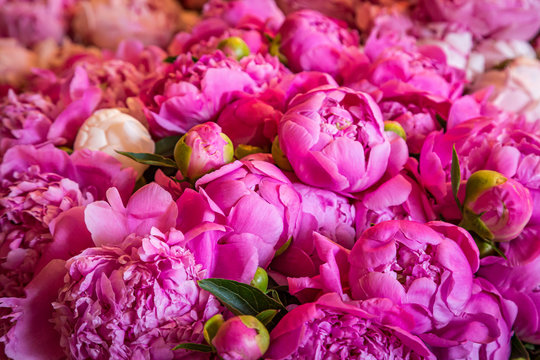 A full frame photograph of pretty pink peonies for sale on a market stall, with a shallow depth of field
