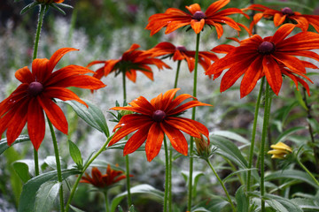 Fototapety  Rudbekia duże kwiaty w bordowej tonacji na jasnoszarym tle.