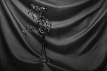 Still life flowers- science leaves botanical. Kitchen still photo