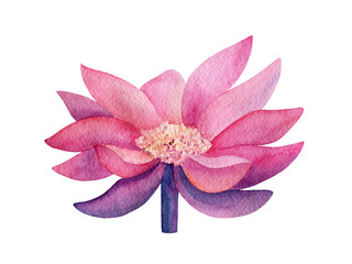 A watercolor illustration of a pink lotus on a white background