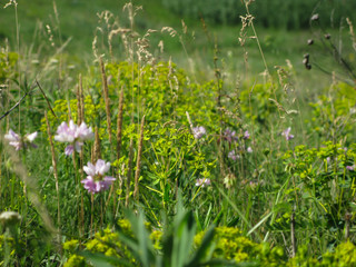 summer meadow with green grass and various flowers