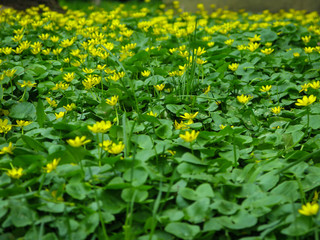 Fototapeta premium yellow flowers on a green meadow