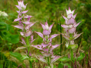 purple sage flowers close-up on a background of green grass