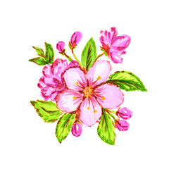 Hand drawn Watercolor tender spring floral illustration . Seasonal sakura blossom, cherry tree, pink light petals, buds, green leaves, branch, flowers. For the design of card, album, invitation,Hanami