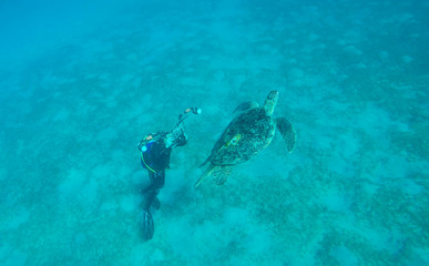 Fototapeta na wymiar Taucher begegnet einer Meeresschildkröte 