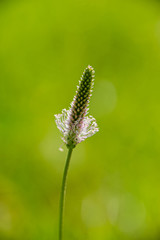 Single flower of a flowering plantain on a blurred green background.
