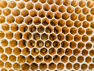 honeycomb with bees and honey