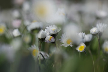 Daisy flower