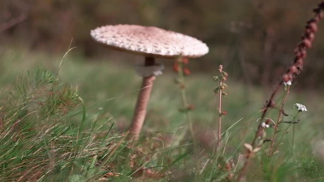 Wild parasol mushroom on a meadow. Slow motion POV arch shot on a gimbal.