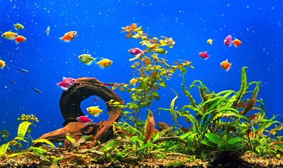 Fototapeta na wymiar Freshwater aquarium with colorful fishes