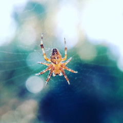 Araignée sur sa toile