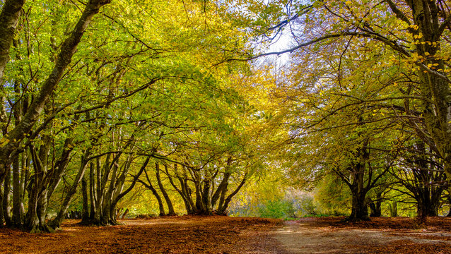 autumn in Italy