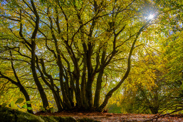 Naklejka premium autumn in Italy