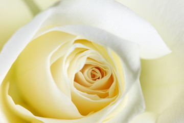Blüte einer Rose mit ihren im Kreis angeordneten Blütenblättern.