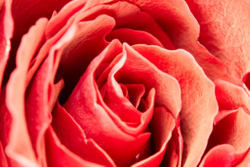 Blüte einer Rose mit ihren im Kreis angeordneten Blütenblättern.