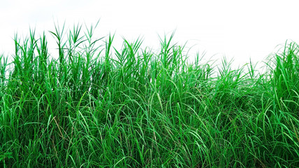 Obraz premium green grass isolated on white background