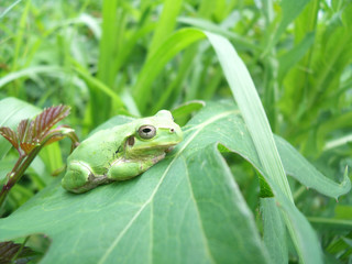 緑の葉の上に佇むカエル
