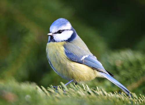 Blaumeise