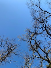 Silhouette of tree branches in the pure blue sky background