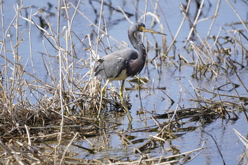 Tricolor Heron in Harns Marsh