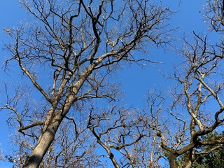 Silhouette of tree branches in the pure blue sky background