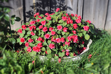 Garden plant with red small flowers grows in the country