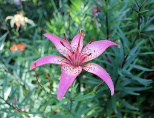 One pink lily flower blooms in summer