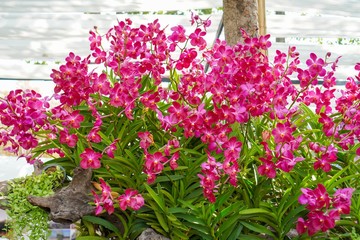 Beautiful red orchid flower in garden with natural background, Select the focus and blurred background.