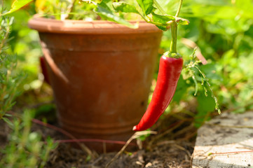 red hot chilli pepper in flower pot