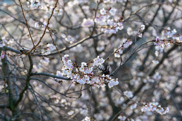 Mild January temperatures ensure the first cherry blossoms in the Norwegerstrasse in Berlin-Prenzlauer Berg.